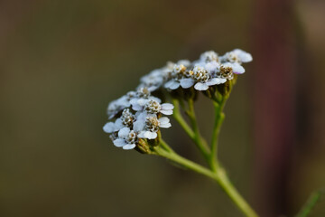 Wall Mural - forget me not flowers