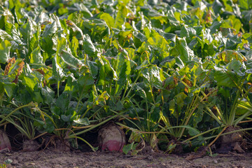 Selective focus of sugar beet bulbs on the ground in the fields, A plant whose root contains a high concentration of sucrose and grown for sugar production, Agriculture in countryside of Netherlands.