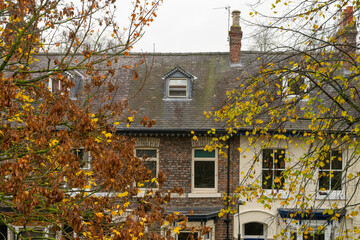 Wall Mural - Loft extension window on roof of terraced house behind yellow leaves in York England