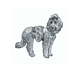 Vintage Hand Drawn Sketch Labradoodle Dog