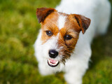 Fototapeta Zwierzęta - jack russell terrier