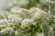© Oksana - Flowering bird cherry.  Hackberry, hagberry, or Mayday tree.  Place for text.  Selective focus