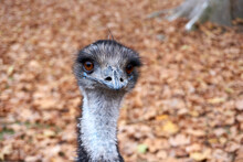 Close Up Of An Emu Looking Into Camera