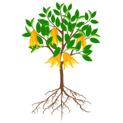 Canvas Print - Buddha's hand citrus tree with fruits and roots on a white background.