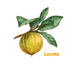 Poster - Hand drawn colorful lucuma fruits on a branch. Superfood. Vector illustration isolated on white background.