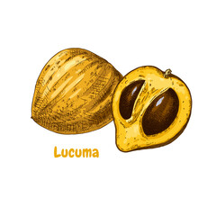 Sticker - Hand drawn colorful lucuma fruits. Superfood. Vector illustration isolated on white background.