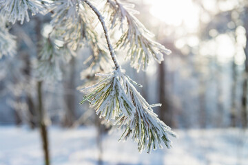 Canvas Print - Hoarfrost and snow on the pine tree