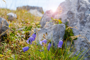 Poster - Blooming alpine flora in Julian Alps