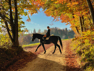 Wall Mural - Female horseback rider explores fall colored woods with her brown thoroughbred