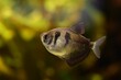 Popularna rybka akwariowa żałobniczka (Gymnocorymbus ternetzi)