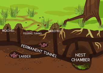 Wall Mural - Scheme of structure of underground mole tunnels with earthworms and European mole (Talpa europaea). Below ground level landscape with mole holes, molehills and tree roots