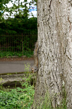 Grey Squirrel Running Down A Tree Trunk. No People. Copy Space.