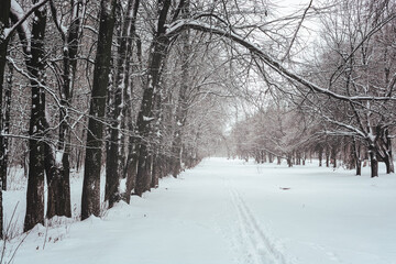  Pathway through a winter park. Snow covered trees in the grove.