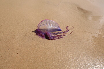 Caravela Portuguese man o' war jellyfish