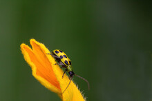Bright Green And Black Spotted Cucumber Beetle On A Bright Yellow Flower.