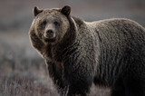 Fototapeta Pokój dzieciecy - Grizzly Bear in Grand Teton National Park