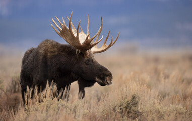 moose in grand teton national park, wyoming