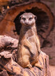 Meerkat or Suricate (Suricata suricatta) keeps watch on a stone