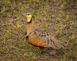 yellow throated sand grouse 