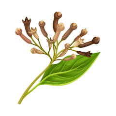 Clove Tree Branch with Ripe Aromatic Bud Vector Illustration