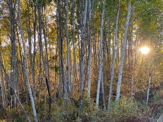  Sunlight Through Trees