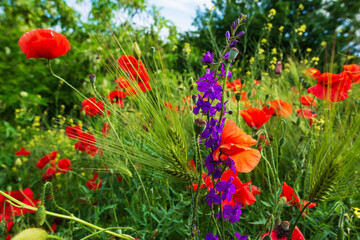 Wall Mural - Blooming wild flowers in a meadow with many poppies