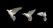 © drakuliren - white doves in flight isolated on black background