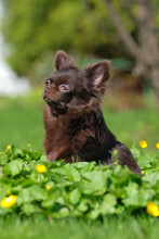 A Long-haired Chocolate Chihuahua Dog Sits And Waits For Its Owner On A Park Lawn.