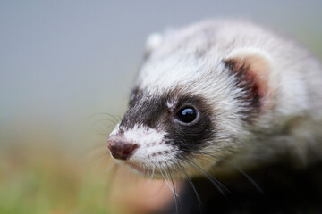 Wall Mural - Cute ferret portrait in the park    