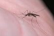Stechmücke Mückenstich Makro