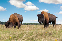 Pair Of Big American Bison Buffalo Walking By Grassland Pairie And Grazing Against Blue Sky Landscape On Sunny Day. Two Wild Animals Eating At Nature Pasture. American Wildlife Background Concept