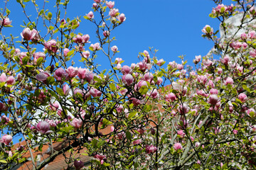 Canvas Print - beautiful bloomy magnolia tree with big pink flowers in prague, czech republic