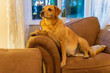 Pies rasy labrador leży na dużym fotelu i odpoczywa.