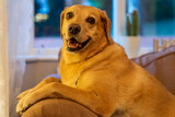 Fototapeta Zwierzęta - Pies rasy labrador leży na dużym fotelu i odpoczywa.