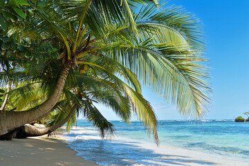 Wild tropical beach with coconut trees and other vegetation, white sand beach, Caribbean Sea, Panama