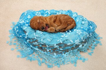 Wall Mural - Apricot Poodle puppy sleeping sweetly in a basket