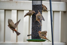 House Finches Eating Sunflower Seeds From A Backyard Feeder
