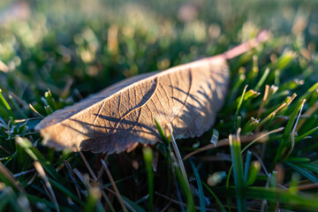 macro view of a dried leaf on grass in autumn