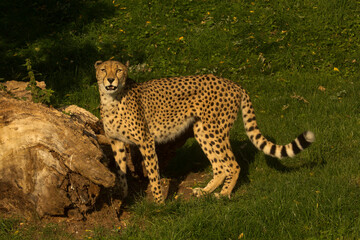 Wall Mural - The cheetah (Acinonyx jubatus) in zoo.