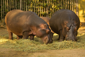 Wall Mural - The Common hippopotamus (Hippopotamus amphibius