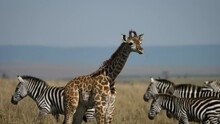 Young Funny Looking Giraffe In Wilderness Scratches Itself, Zebras Behind