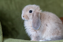 Side View Of A Lop Bunny