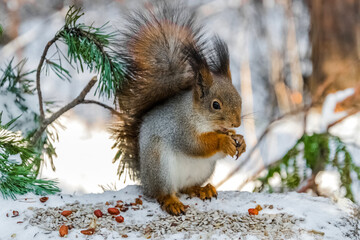 squirrel on a tree