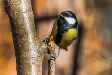 Sticker - great spotted woodpecker