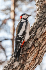 Sticker - woodpecker on a tree