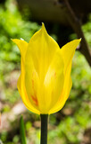 Fototapeta Dmuchawce - Yellow Tulip in garden. Brightest tulip, close up. This flashy early-bloomer flower is one of the most popular tulips ever. Herbaceous, flowering plant of the family Liliaceae.