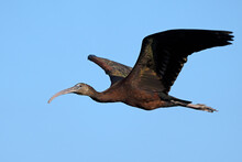 A Glossy Ibis In Flight