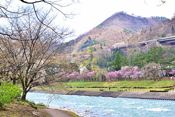 Wall Mural - 【群馬県利根郡】春の水上 桜咲く諏訪峡遊歩道