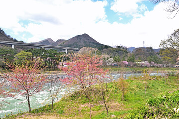 Wall Mural - 【群馬県利根郡】春の水上 桜咲く諏訪峡遊歩道