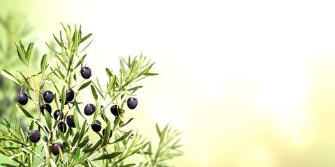 horizontal banner with ripe black olives on olive tree. olive branch close up on abstract background